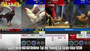 Cách Xem Đá Gà Online Tại Hệ Thống Cá Cược Của 123B