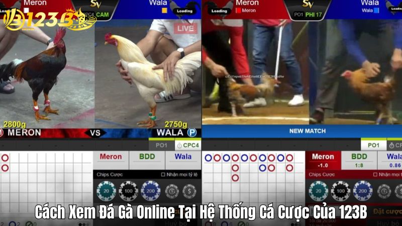 Cách Xem Đá Gà Online Tại Hệ Thống Cá Cược Của 123B